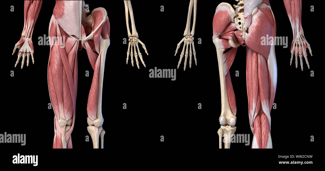 Maschio umano anatomia, arti e hip muscolare e scheletrico, sistemi con interno strati muscolari. Vista anteriore e posteriore. sfondo nero. 3d'illustrazione. Foto Stock