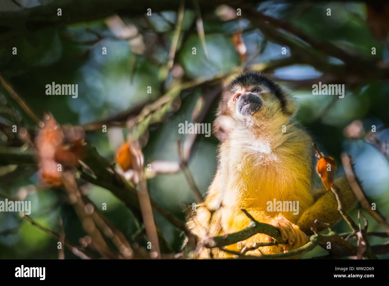 Monkey, coda lunga nella foresta tropicale. Scimmia di scoiattolo, Saimiri oerstedii, seduto su un tronco di albero Foto Stock