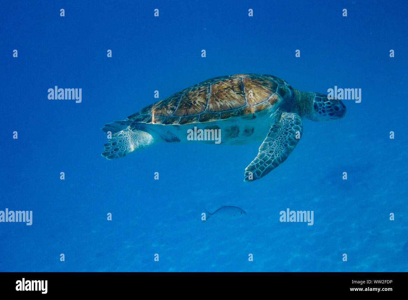 Tartaruga Verde (Chelonia Mydas) nuotare nel mare dei Caraibi a Barbados Foto Stock