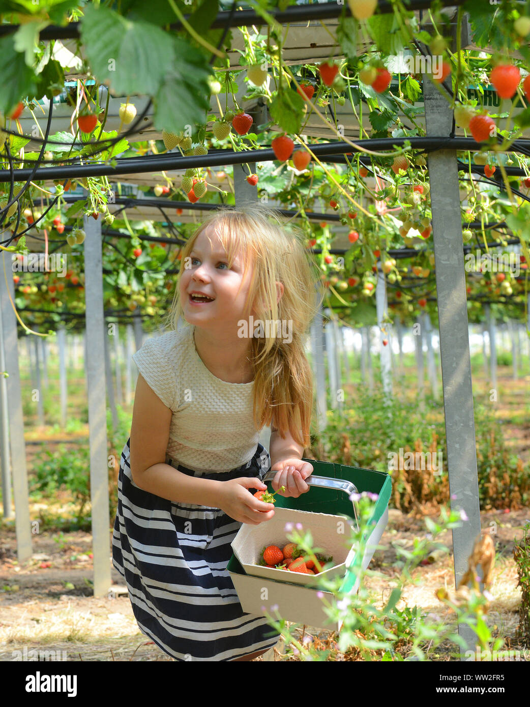 Una giovane ragazza sceglie le fragole e altri frutti durante una visita ad una fattoria di frutta nei pressi di Edimburgo, Scozia Foto Stock