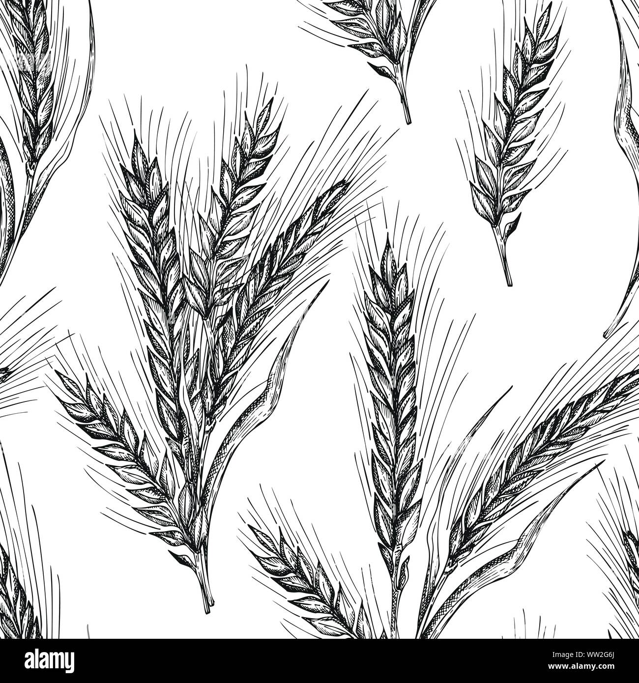 Modello senza giunture botanica mano bozzetto spighe di grano covone isolati su sfondo bianco. Stile di incisione. Telaio a base di erbe. Alimenti naturali raccolta Illustrazione Vettoriale