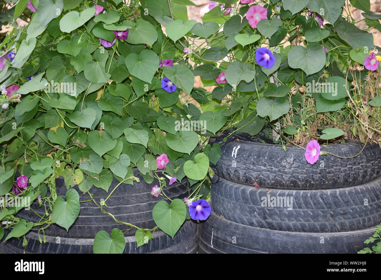 Pneumatici per auto riciclato e trasformato in una pentola con il rosa e viola e fiori di arrampicata, formando un wal Foto Stock