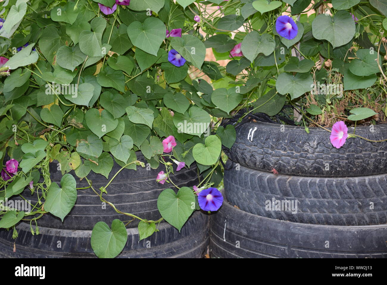 Pneumatici per auto riciclato e trasformato in una pentola con Foto Stock