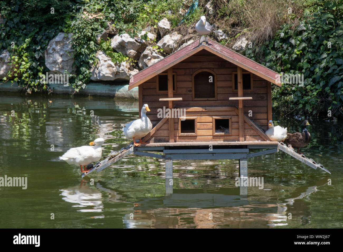 Piccola casa costruita in riva al lago per anatre Foto stock - Alamy