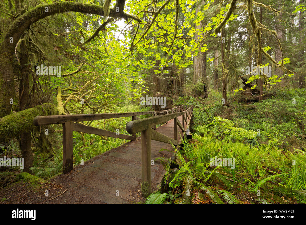 CA03554-00...CALIFORNIA - Ponte sul James Irvine Trail nel Prairie Creek Redwoods State Park. Foto Stock