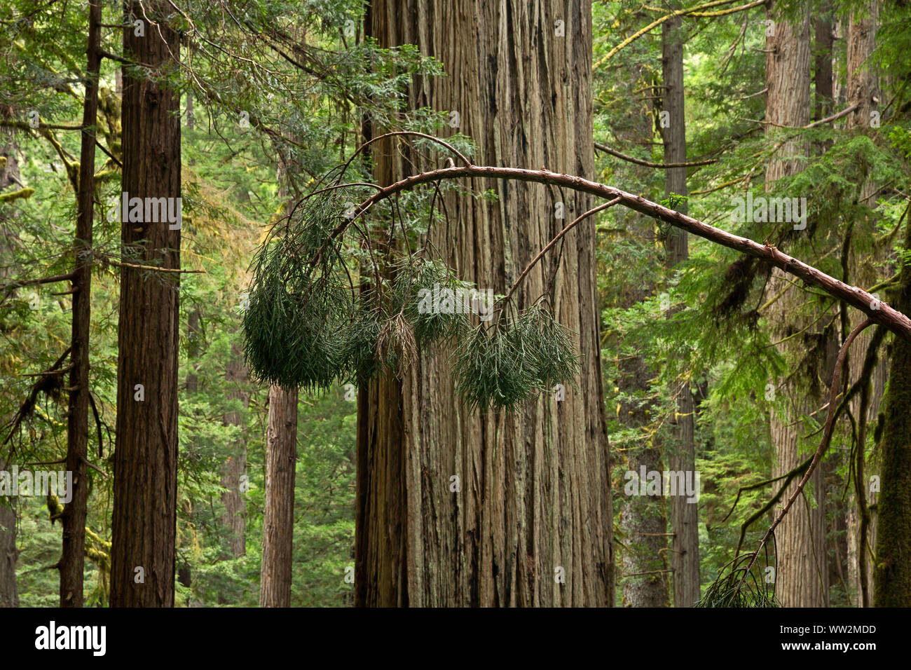 CA03559-00...CALIFORNIA - un skiny e spindly, piegate giovane albero di sequoia in stato Murrelet area selvaggia di Prairie Creek Redwoods State Park. Foto Stock