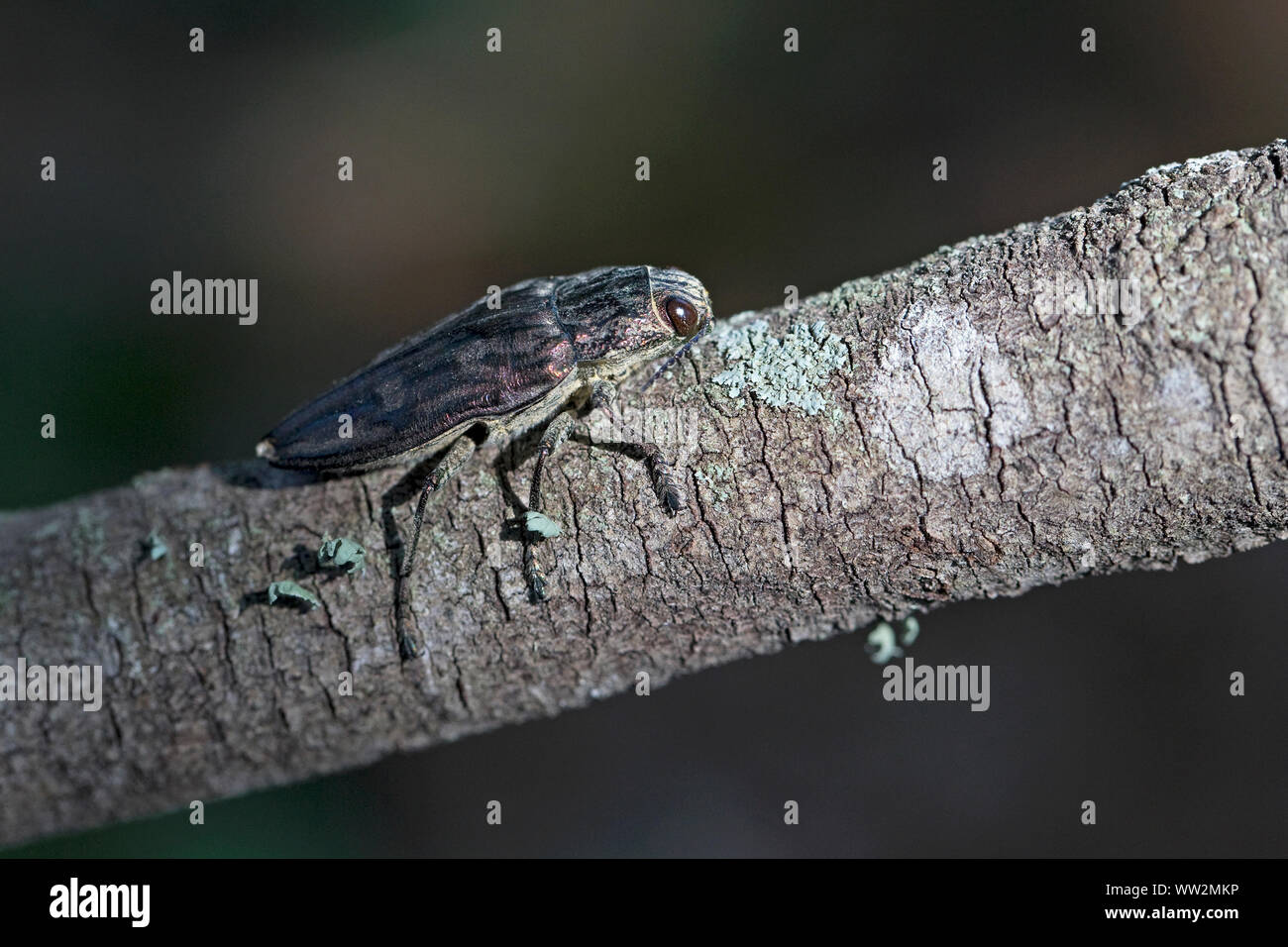 Pino Flatheaded Borer (Chalcophora mariana) Foto Stock