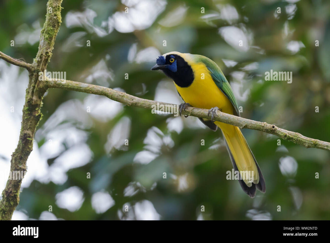 Inca Jay - Cyanocorax yncas, bella colorata da jay Andeans piste, Guango Lodge, Ecuador. Foto Stock