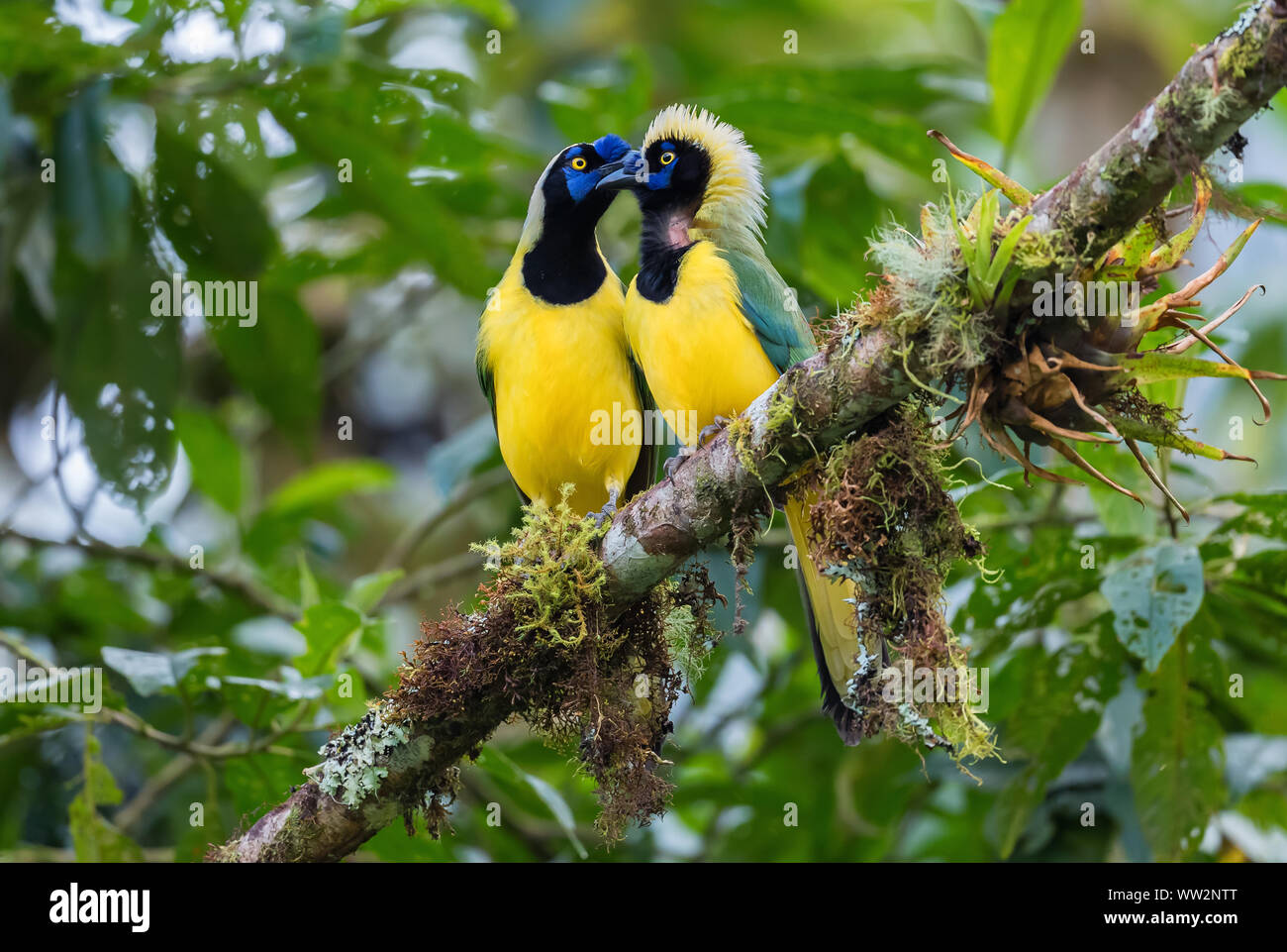 Inca Jay - Cyanocorax yncas, bella colorata da jay Andeans piste, Guango Lodge, Ecuador. Foto Stock