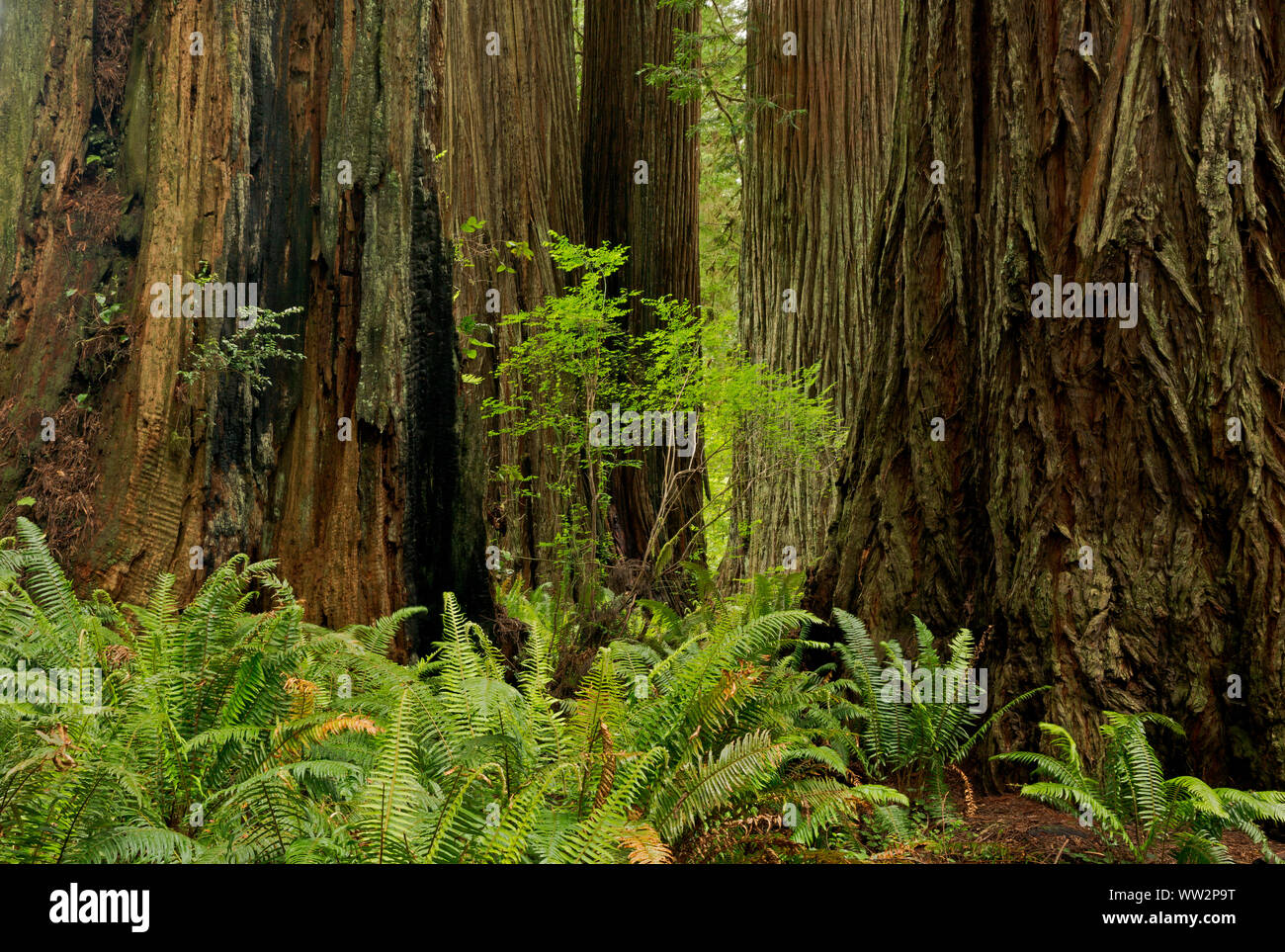 CALIFORNIA - Redwood forest lungo la Cattedrale Trees Trail nel Prairie Creek Redwoods State Park; parte di Redwoods nazionali e i parchi statali. Foto Stock