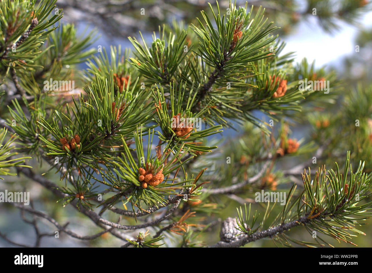 Cloesup di polline di pino e aghi verde dal lodgepole pine (Pinus contorta) trovata nel clima subalpino nelle montagne del British Columbia Foto Stock