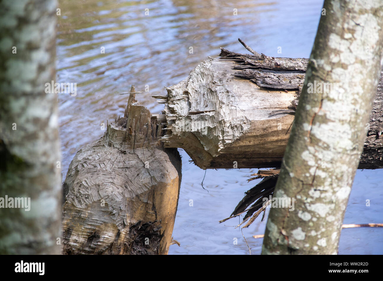 North American beaver (Castor canadensis) spezzettata albero in stagno con denti affilati. Foto Stock