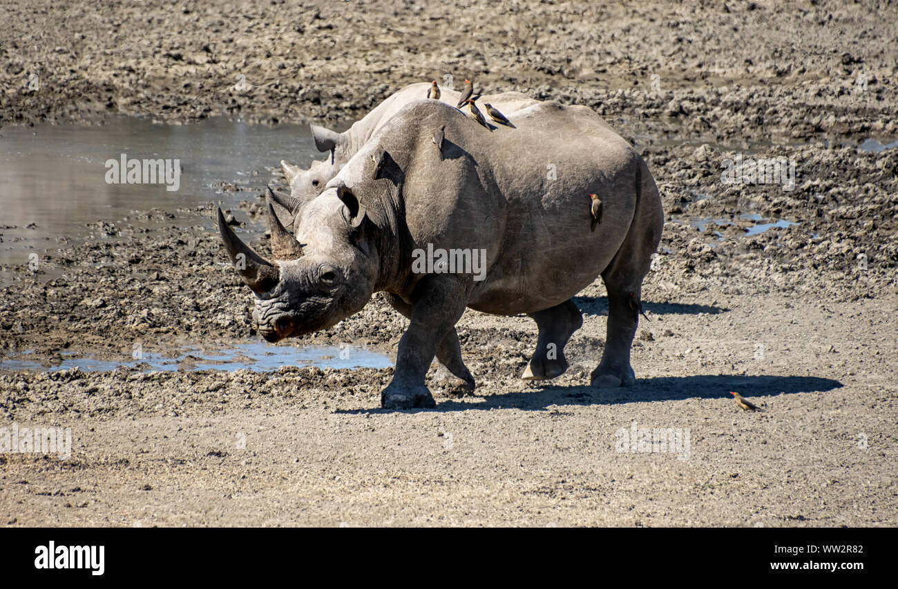 Una femmina di rinoceronte nero nel sud della savana africana Foto Stock