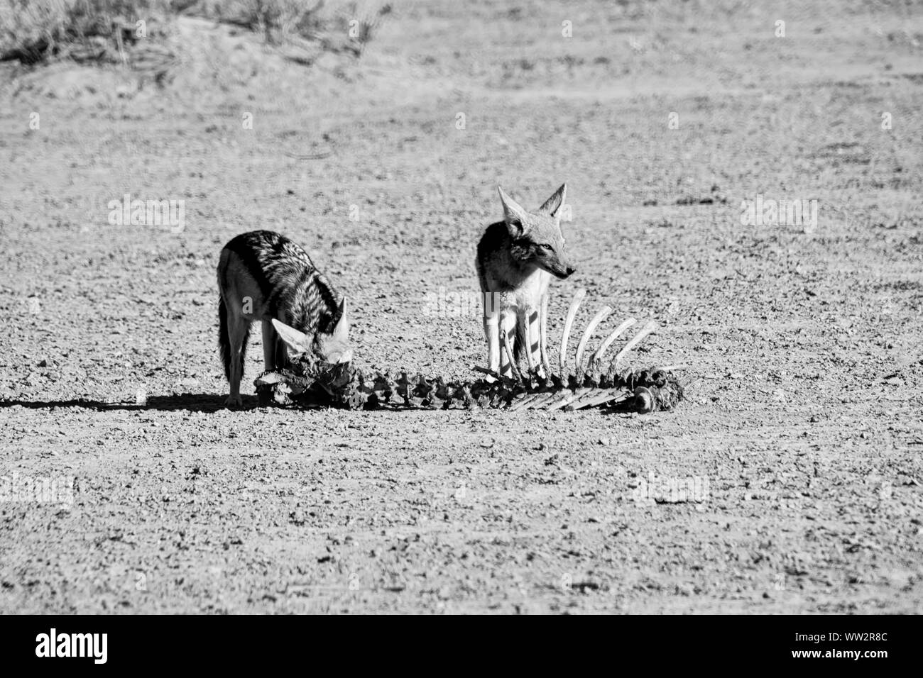 Una coppia di black-backed sciacalli con il dorso di un antilope nel sud della savana africana Foto Stock