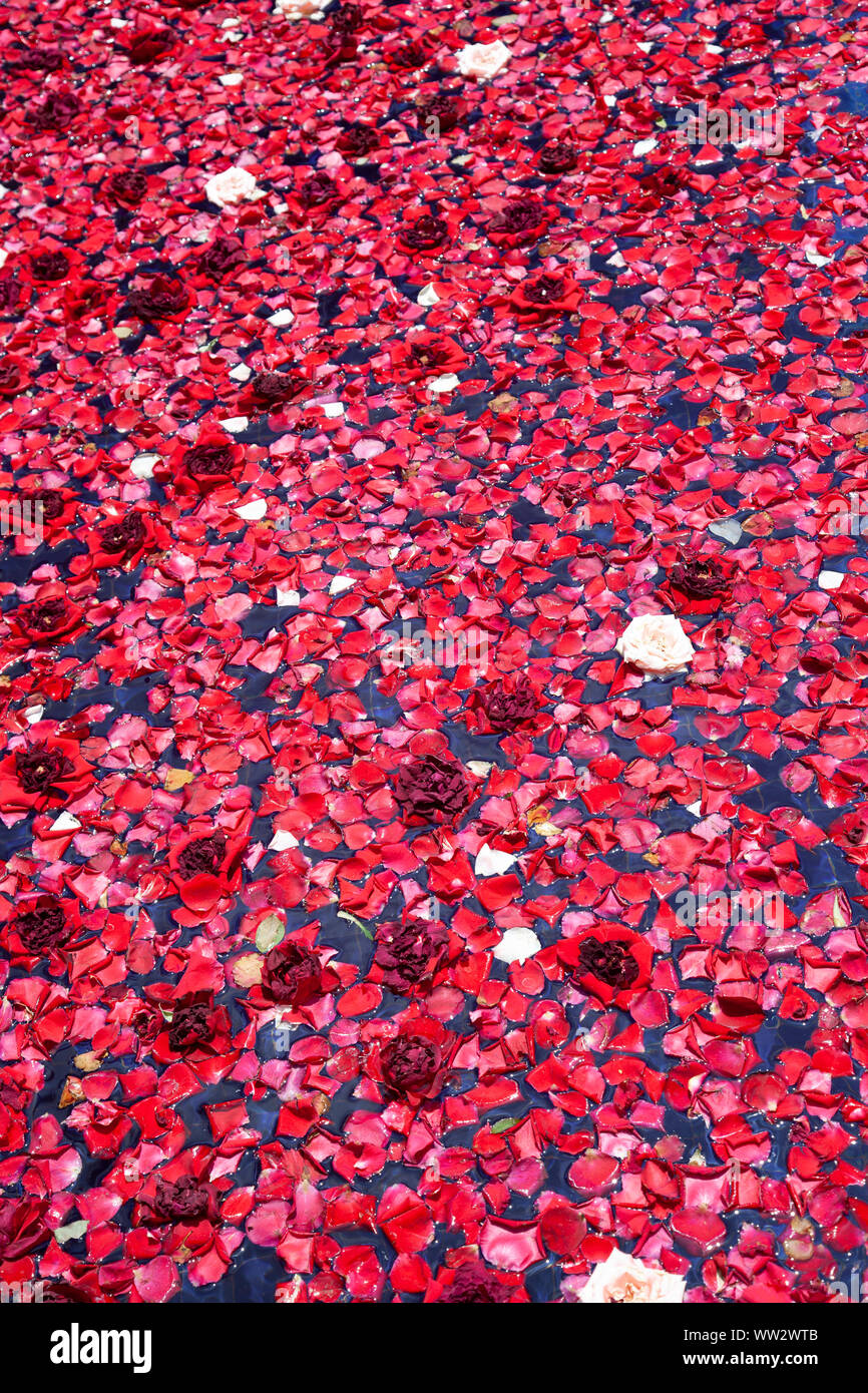 Rose e petali di fiori galleggiante sull'acqua Foto Stock