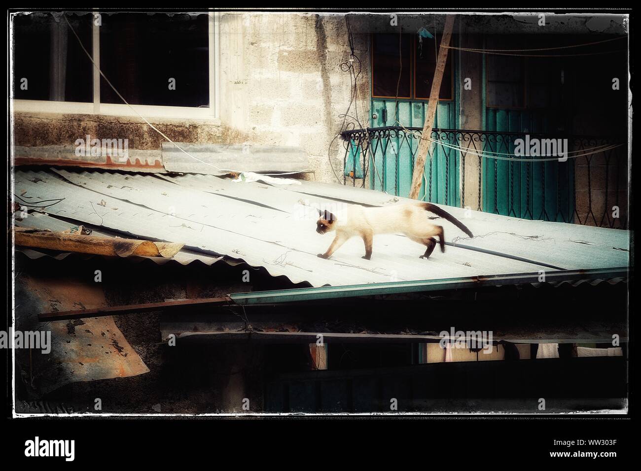 Un gatto accovacciato sul tetto in provincia messicana di Hidalgo. Foto Stock