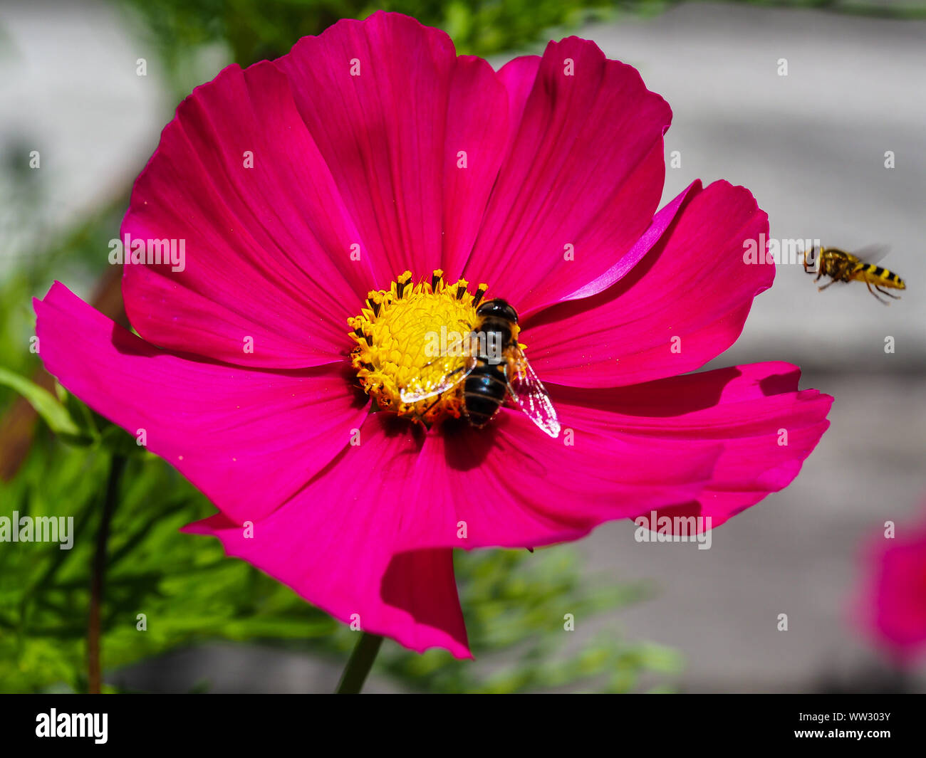 Cosmo rosa con dei fiori a visitare il miele delle api e un hoverfly in entrata Foto Stock