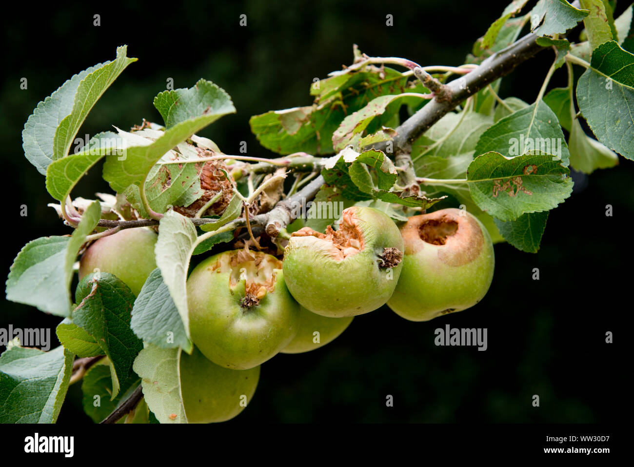 Apple precettore, che mostra i primi sintomi di marciume bruno e danni di uccelli Foto Stock