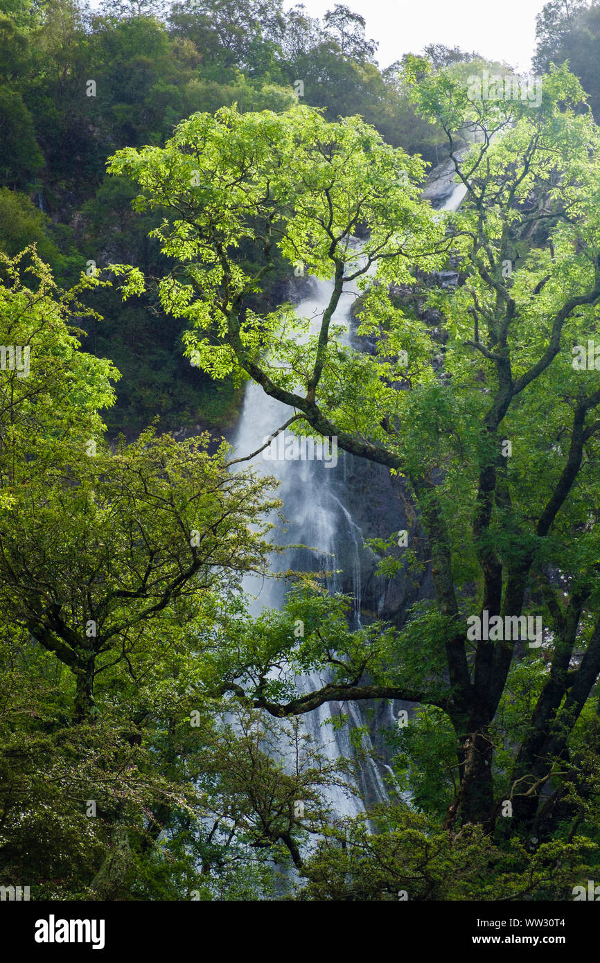 Struttura retroilluminata da Aber Falls cascate o Rhaeadr Fawr in Coedydd Aber Parco Nazionale di Snowdonia. Abergwyngregyn Gwynedd Wales UK Foto Stock