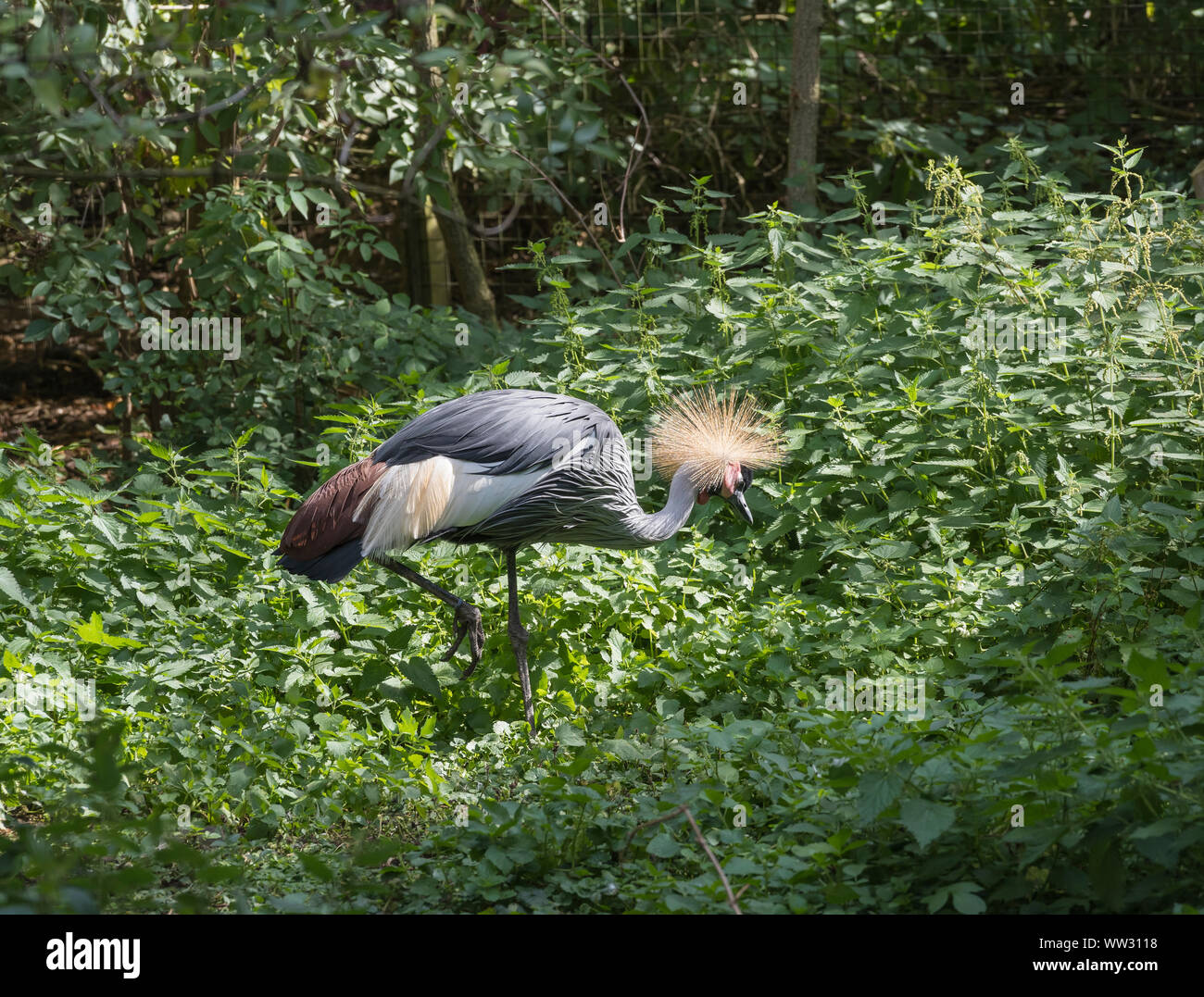 Grey Crowned Crane Linton Zoo Conservation Park Cambridgeshire 2019 Foto Stock