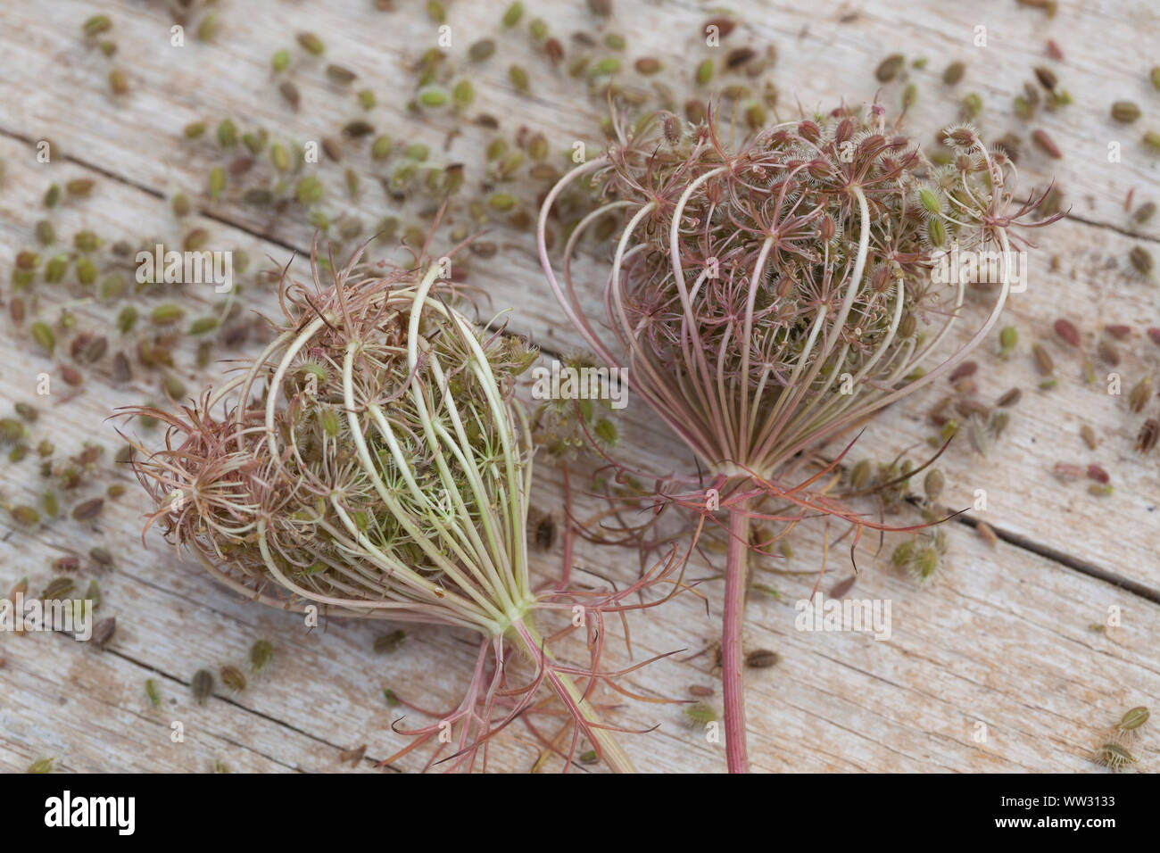 Wilde Möhre, Samen, Samenstände, Kräuterernte, Saat, Möhre, Daucus carota, Daucus carota carota subsp., Wild carota carota, Bird's Nest, vescovo il lac Foto Stock