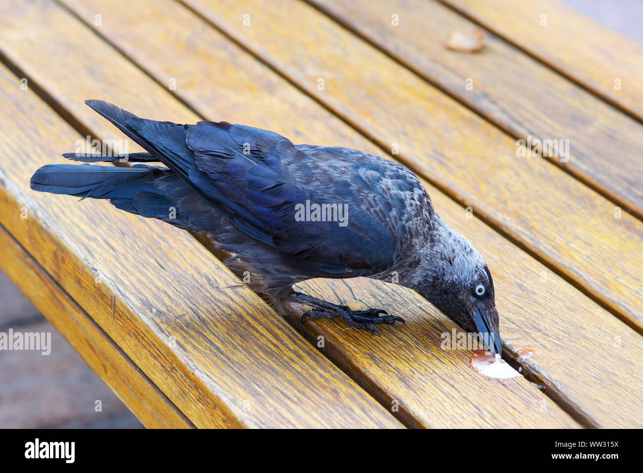Città bird pecks i resti di gelato che cadde sul banco di lavoro. Foto Stock