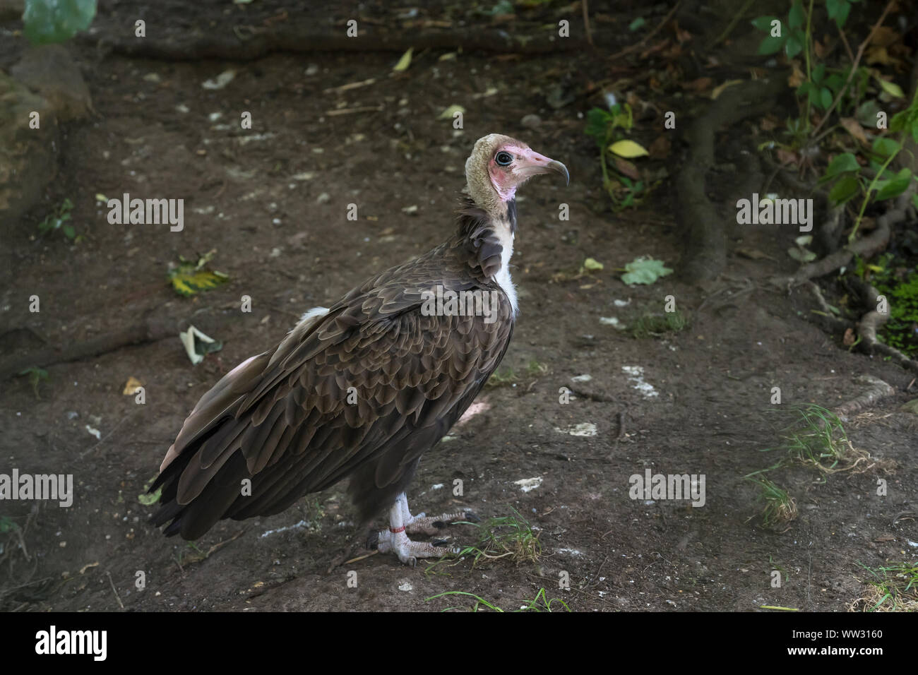 Hooded vulture Linton Zoo Conservation Park Cambridgeshire 2019 Foto Stock