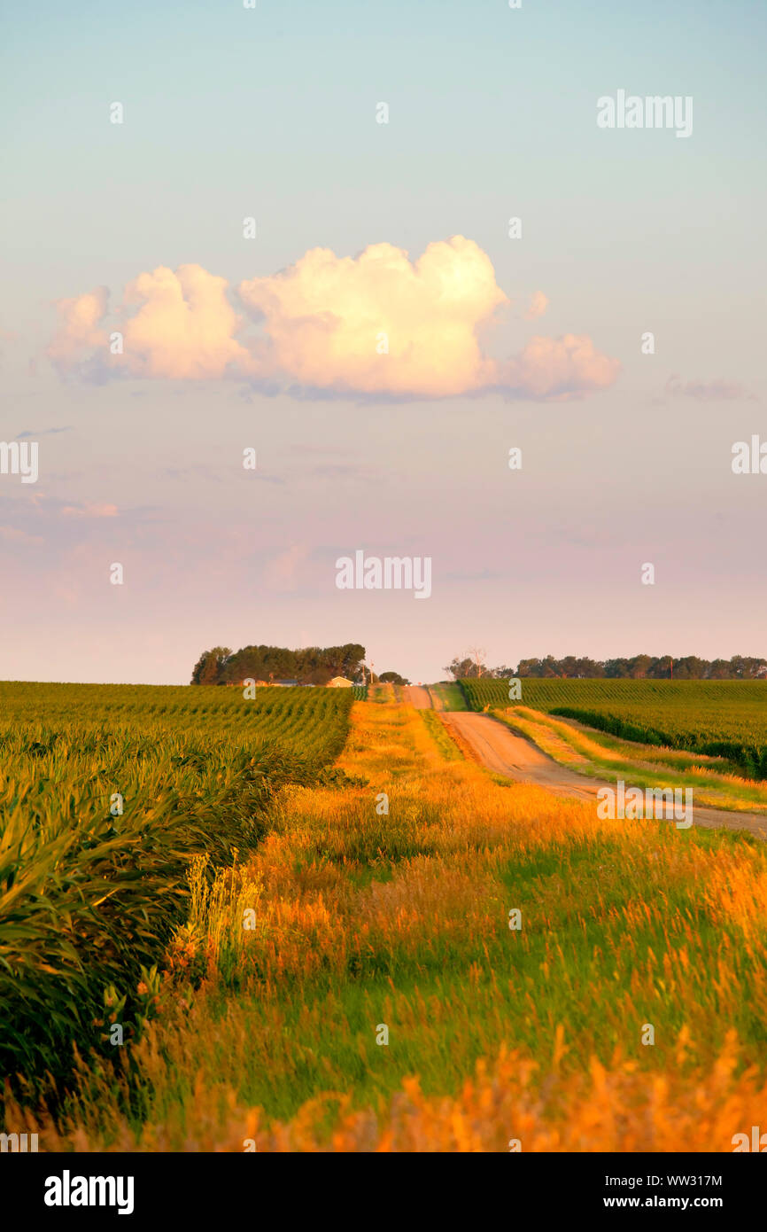 Campo di grano e la strada all'alba nel Dakota del Sud, Stati Uniti d'America Foto Stock