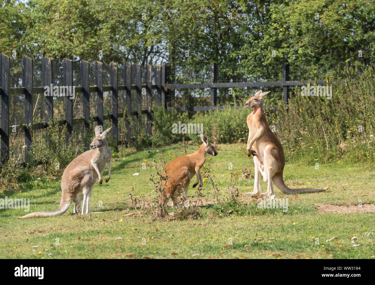 Canguro rosso famiglia Linton Zoo Conservation Park Cambridgeshire 2019 Foto Stock