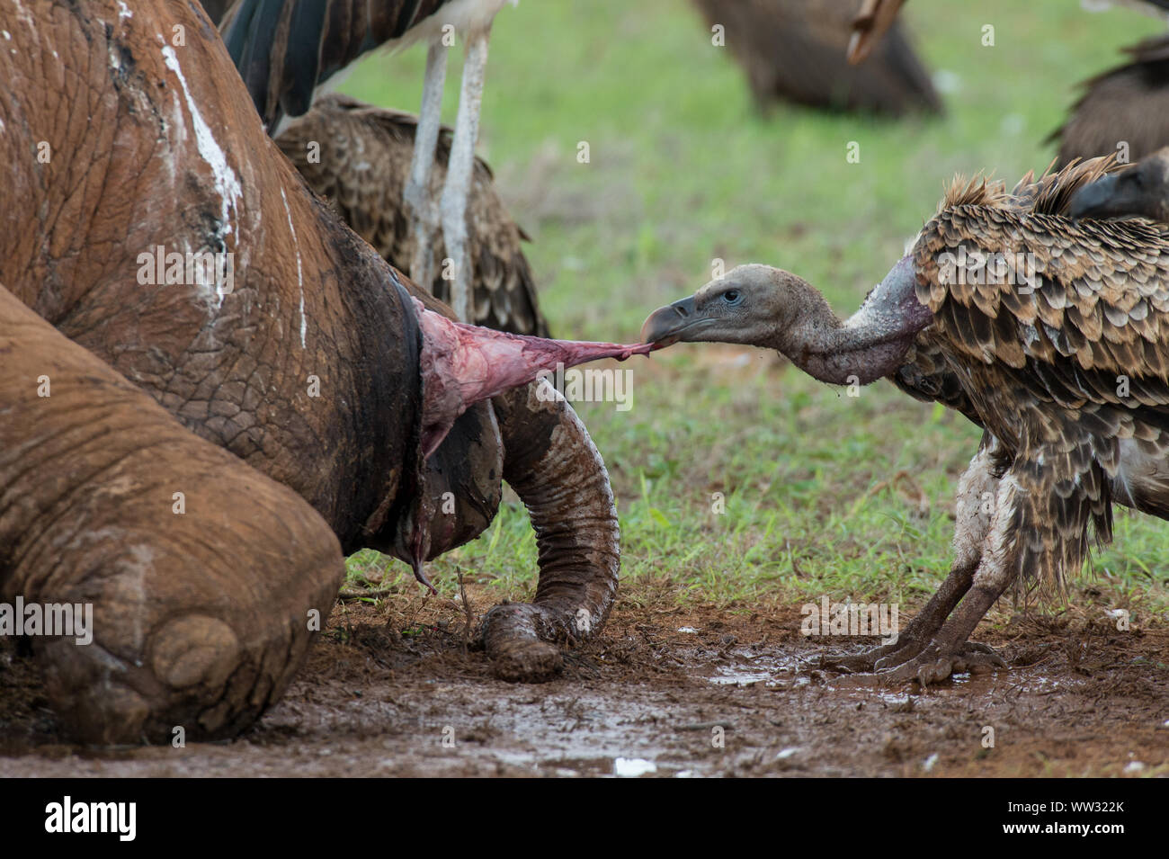 La Ruppell Volture, Gyps ruppelli, Accipitridae, mangiare elephant carcassa, Tsavo National Park, Kenya, Africa Foto Stock