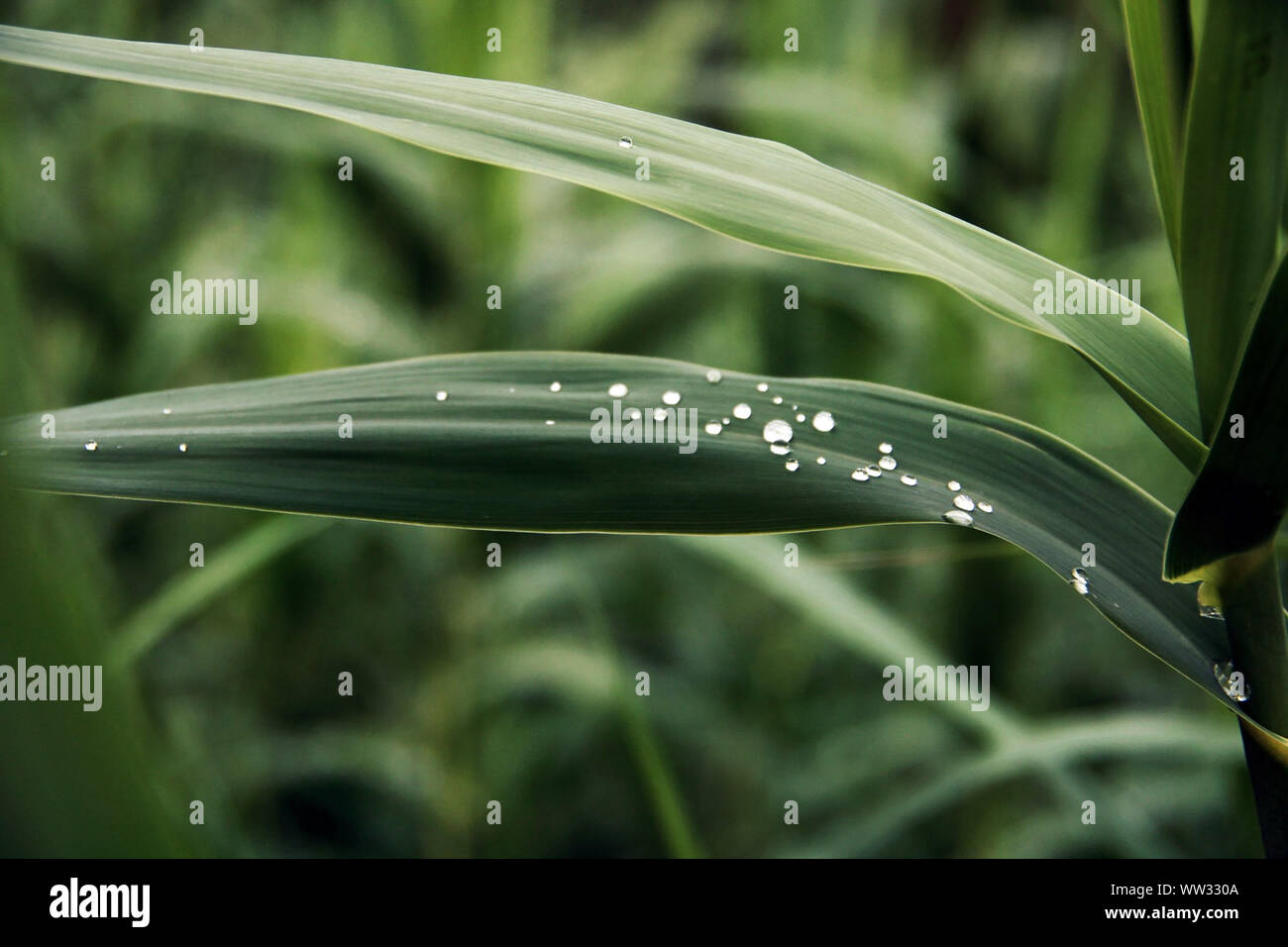 Gocce di acqua sulle foglie verdi nella foresta. Foto Stock