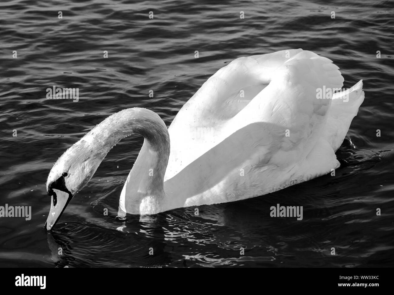 Swan monocromatico close-up foto. Bella immagine, lo sfondo, lo sfondo Foto Stock