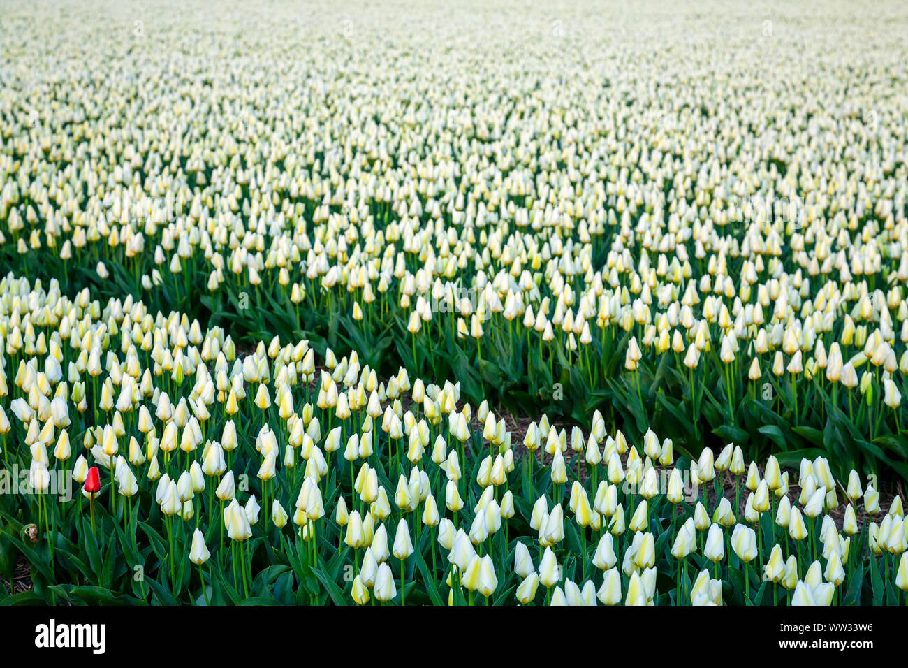 Commerciale campo di tulipani vicino a Lisse, Paesi Bassi Foto Stock