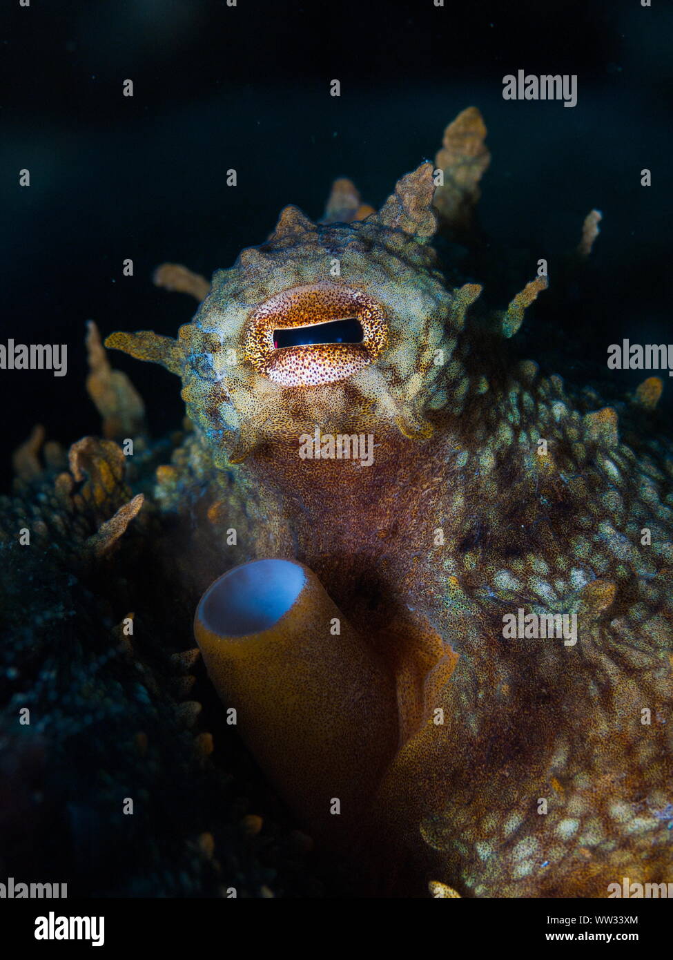 Close-up di un polpo (Octopus vulgaris) Foto Stock