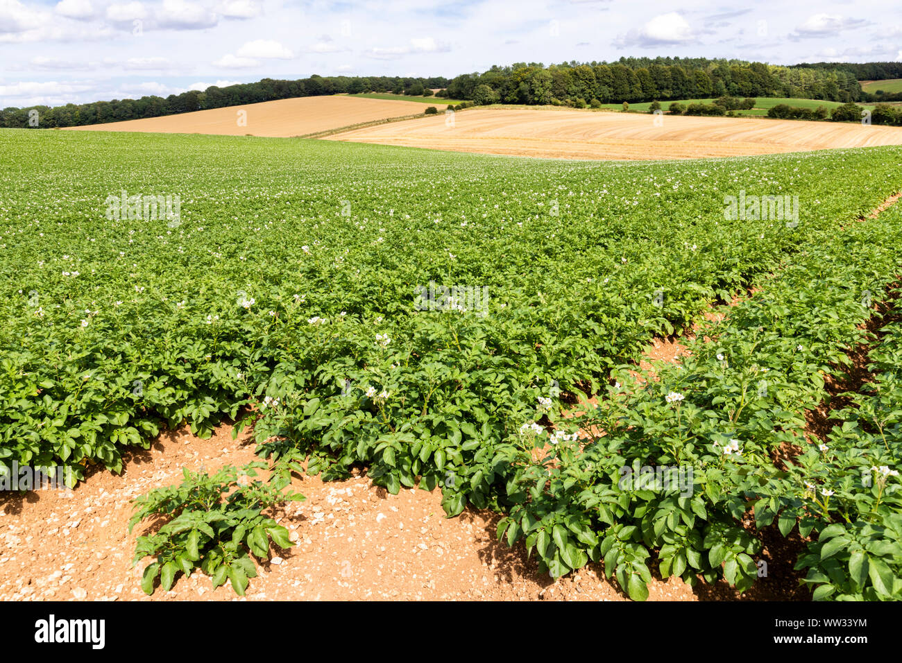 Markies patate in agosto cresce su campi di grandi dimensioni in Cotswolds vicino al villaggio di Snowshill, GLOUCESTERSHIRE REGNO UNITO Foto Stock