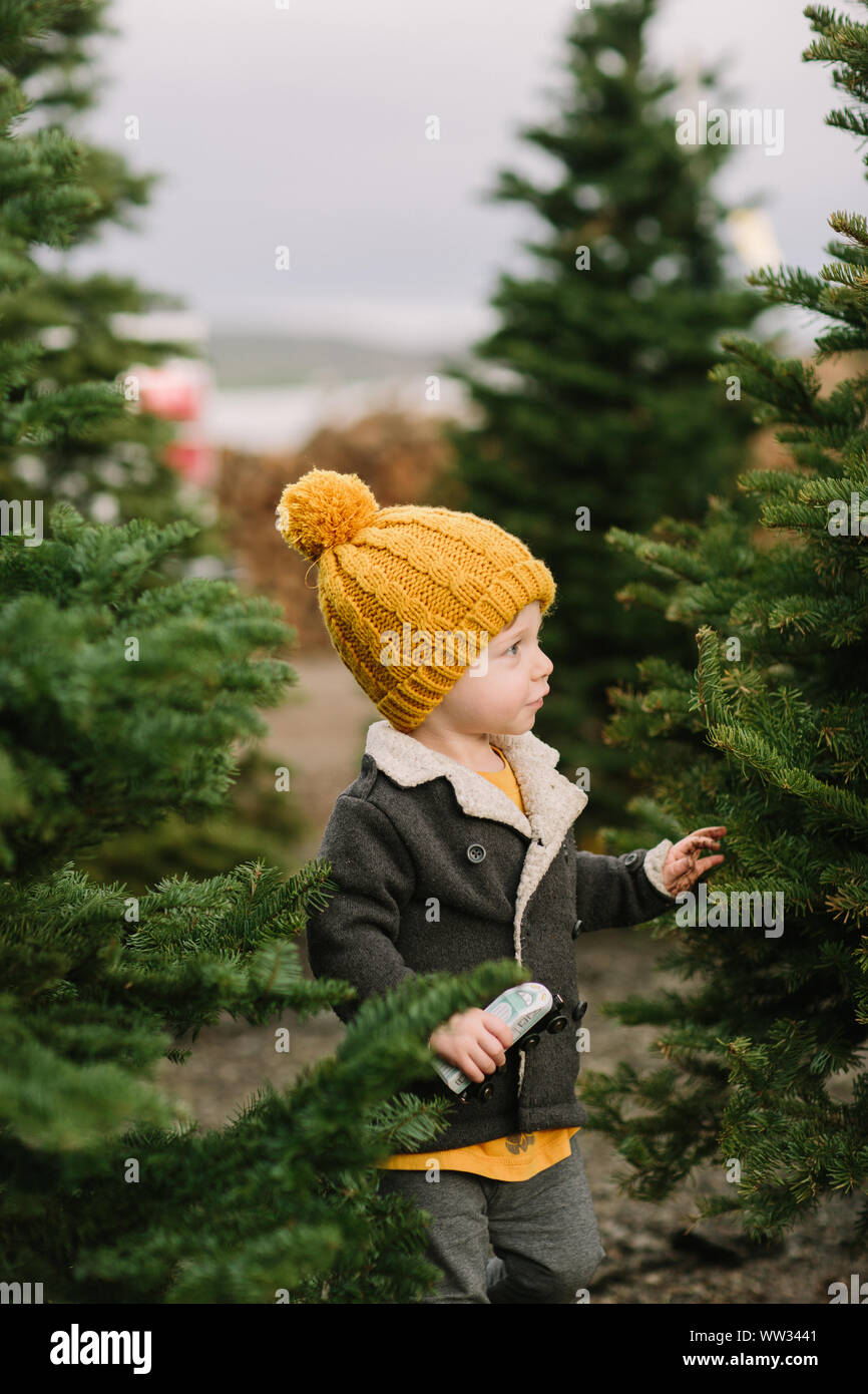 Il Toddler Boy guardando gli alberi di Natale Foto Stock