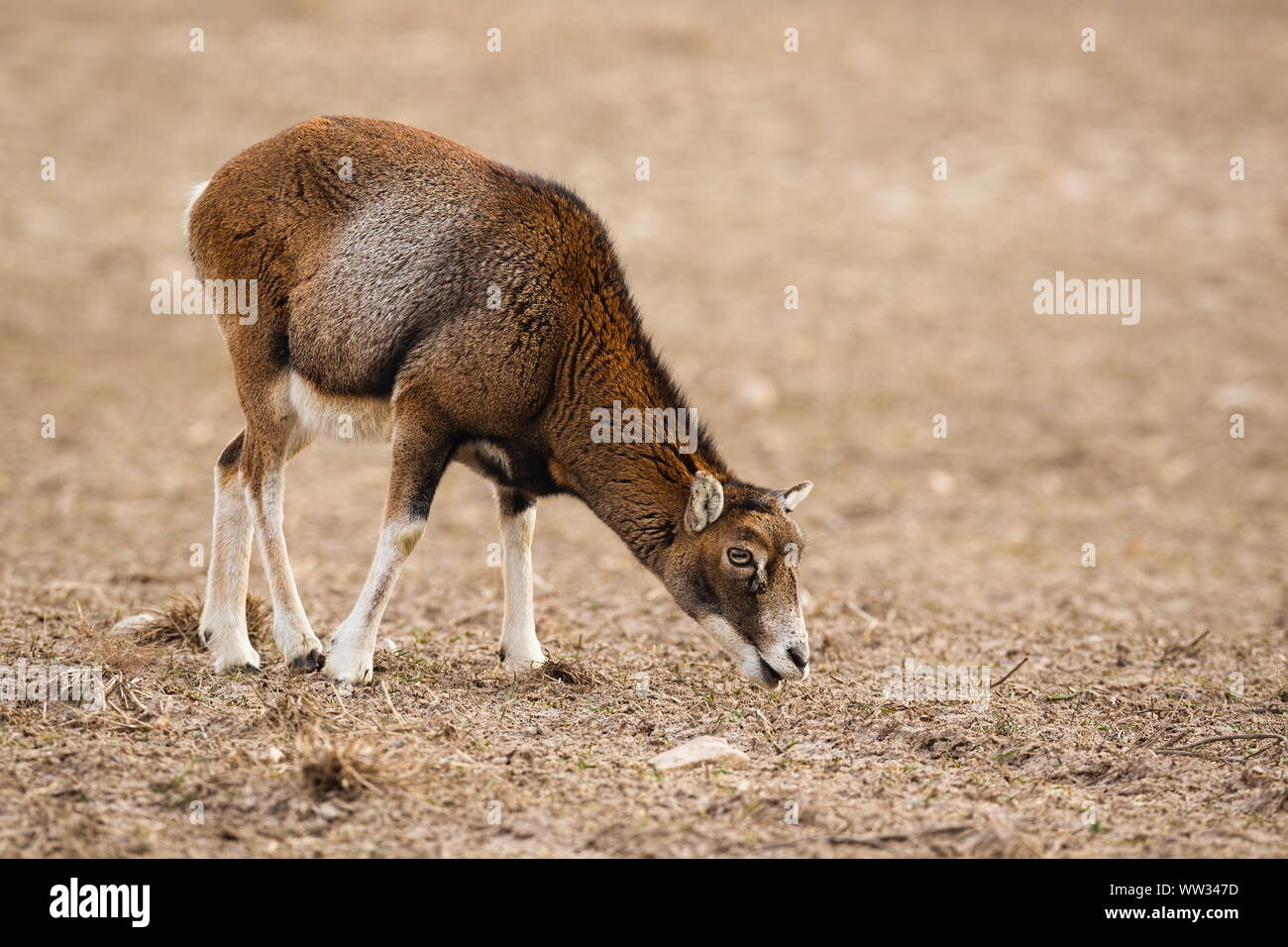 Muflone, Ovis musimon, femmina ovini adulti alimentando in inverno con copia spazio. Foto Stock