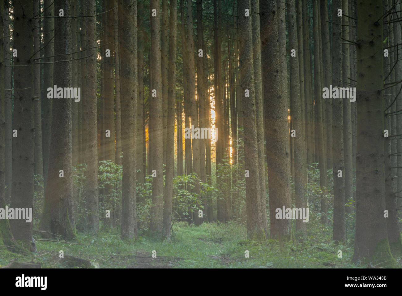 Forest in presenza di luce solare in estate Foto Stock