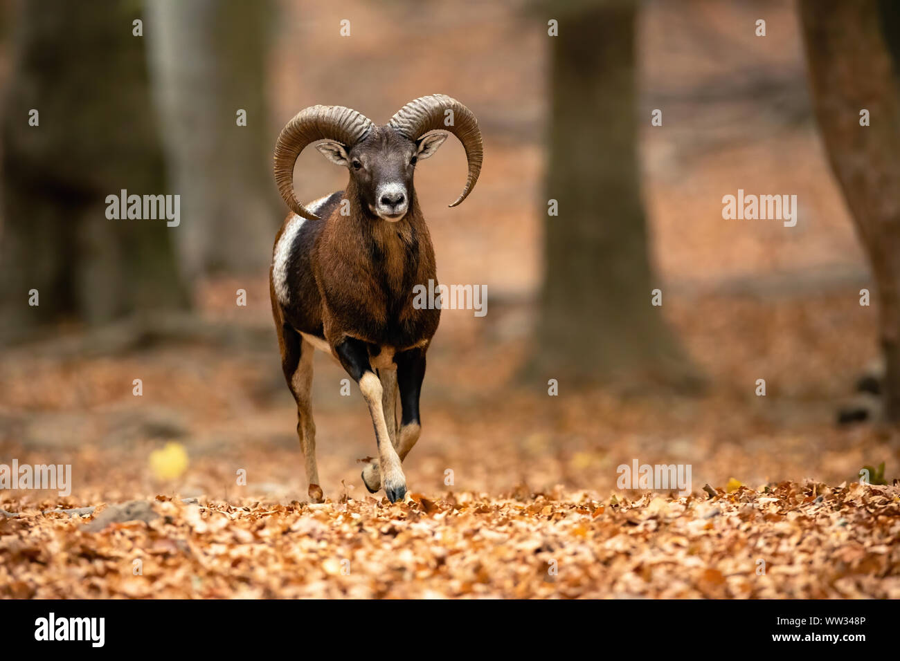 Muflone di ram in esecuzione attraverso il bosco in autunno con le foglie di colore arancione sul terreno Foto Stock