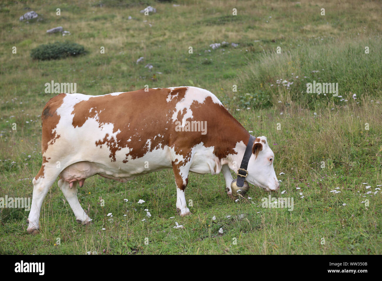 Giovane vacca sfiora il prato in montagna Foto Stock