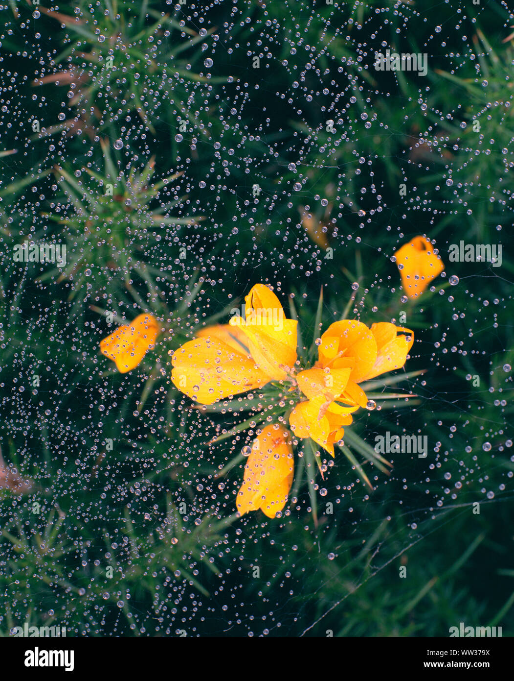 Gorse bush e fiore close up con rugiada su ragnatela Foto Stock