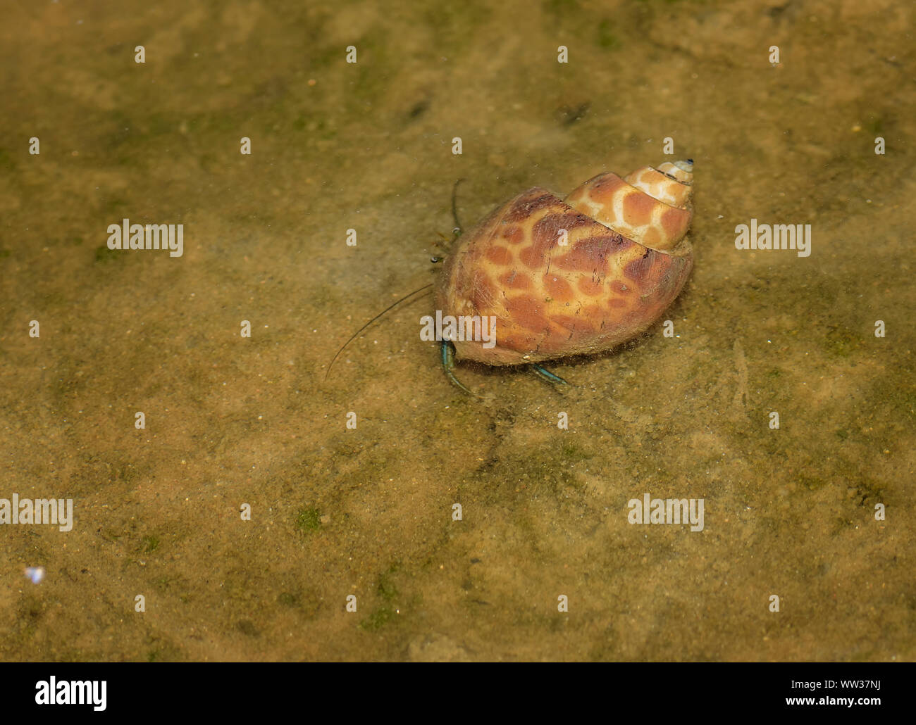 Una vita eremitica e di granchio è adottato il guscio in acqua torbida, spazio di copia Foto Stock
