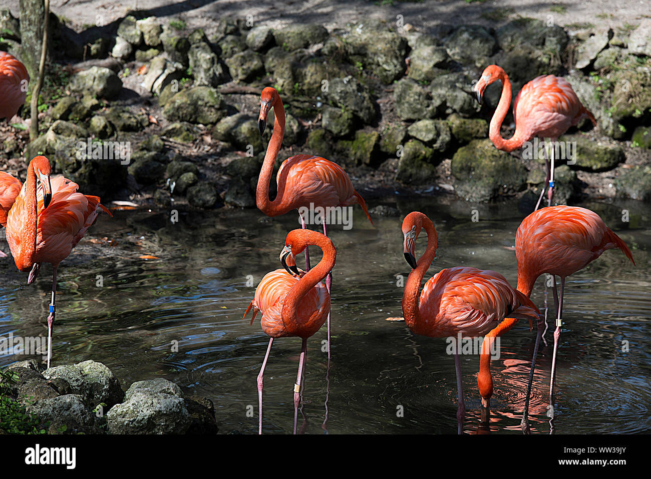 Flamingo bird in colonia a loro circostante. Foto Stock