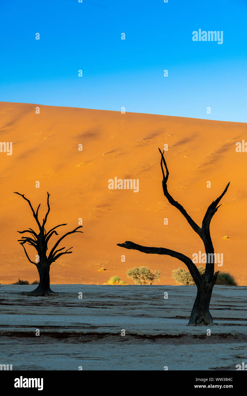 Vecchi alberi morti, Deadvlei, Namib-Naukluft National Park, Sesriem, Namibia Foto Stock