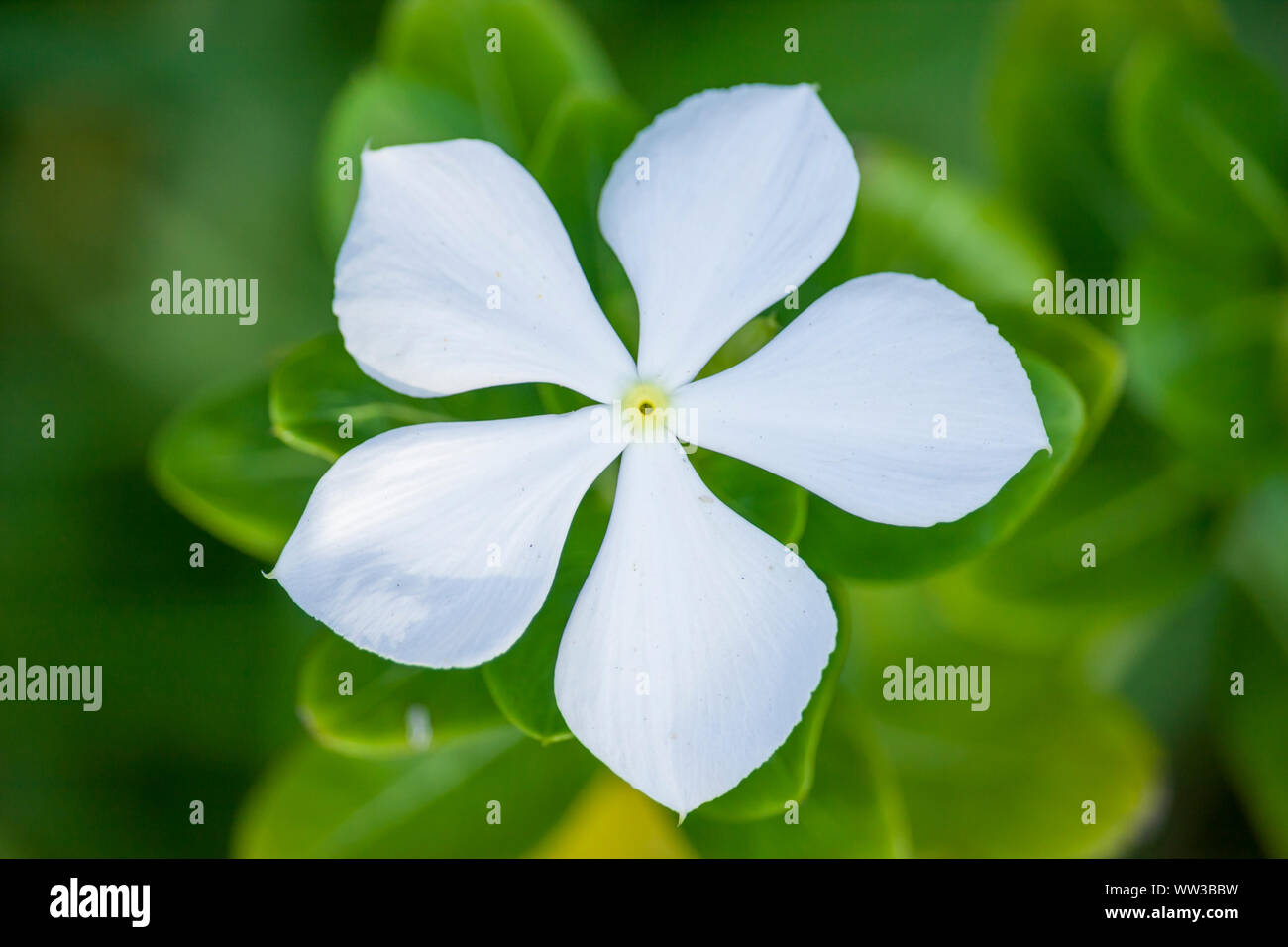 Bianco fiore pervinca Foto Stock