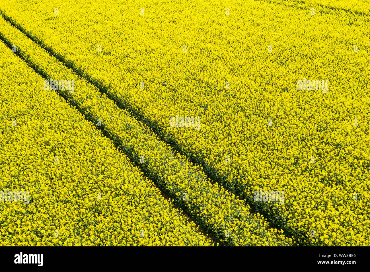 Campo di colza visto dal di sopra - fiori gialli Foto Stock