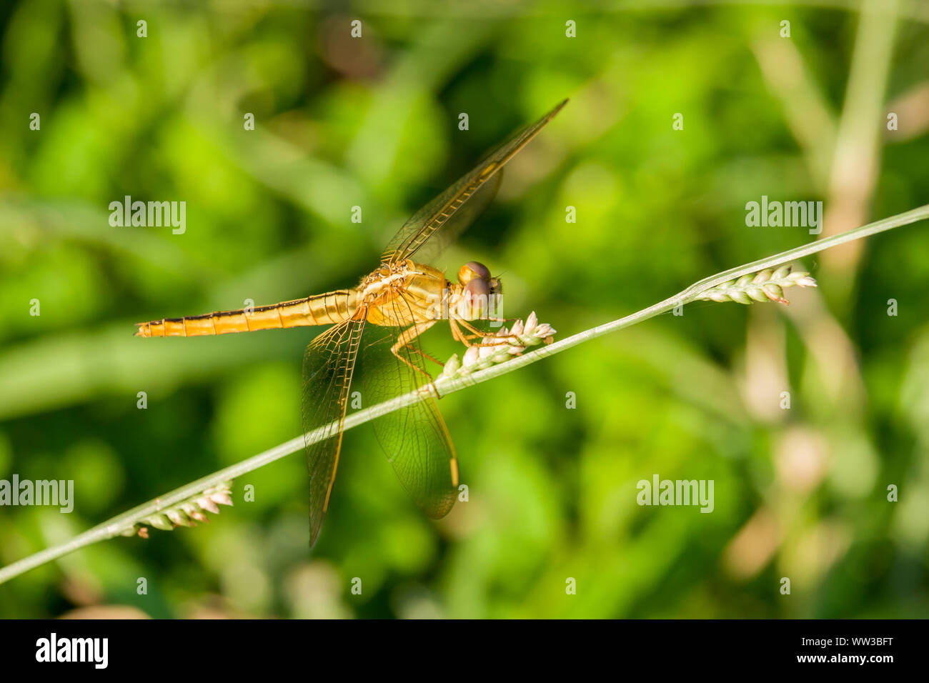 Libellula con sfondo verde Foto Stock