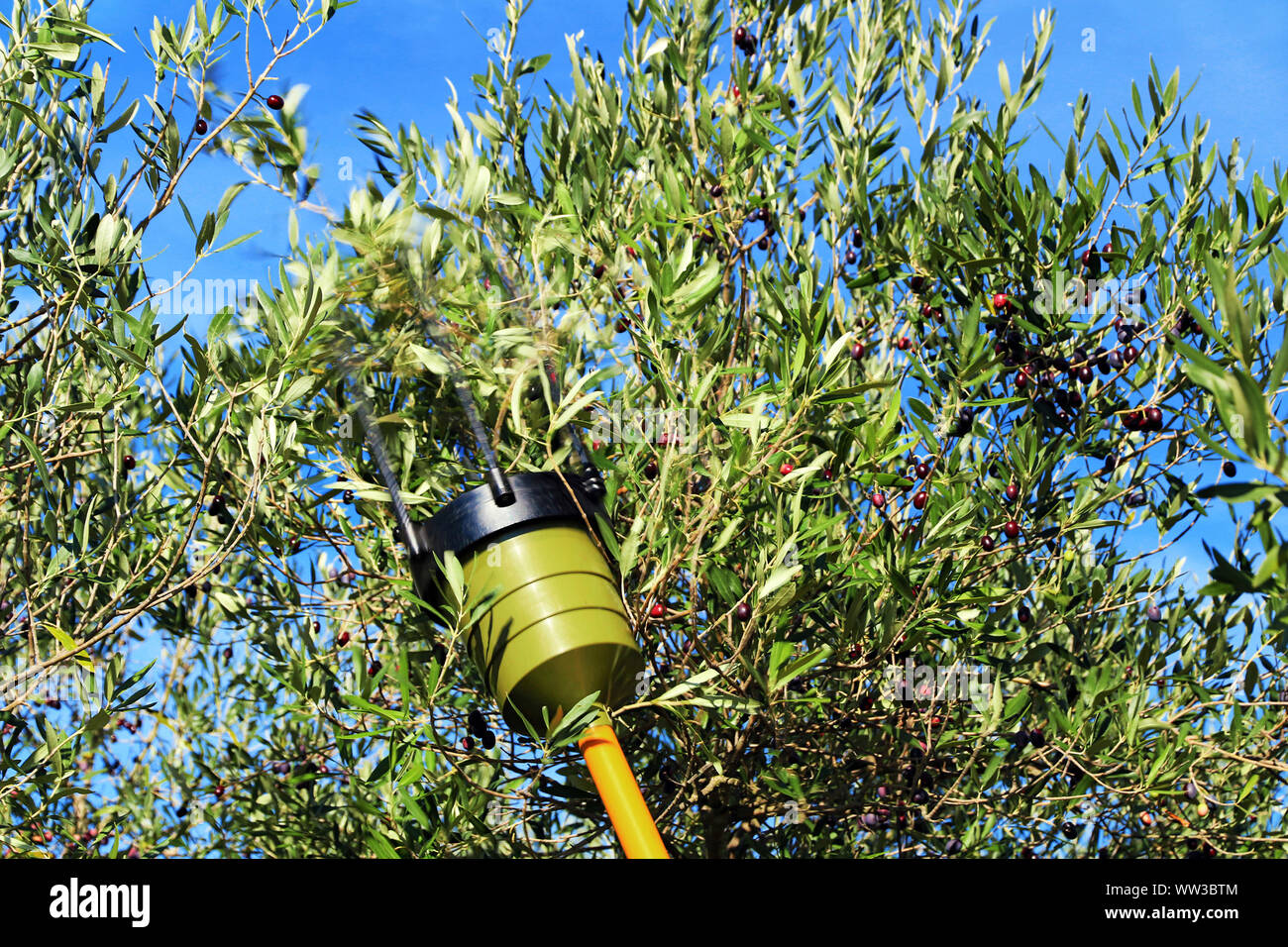 Raccolta delle olive con mezzi meccanici. Foto Stock