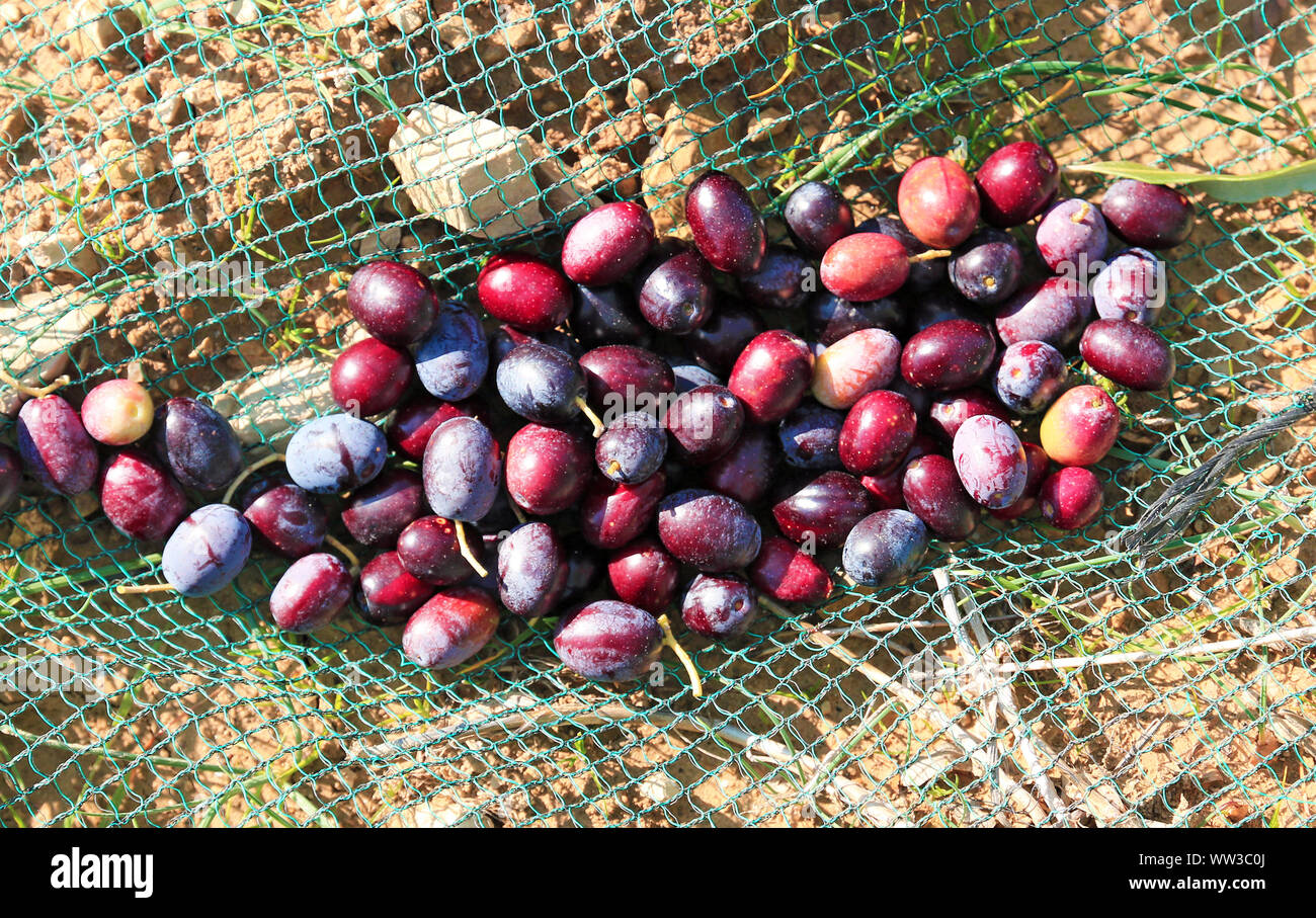 Le olive raccolte in una matura i filetti Foto Stock