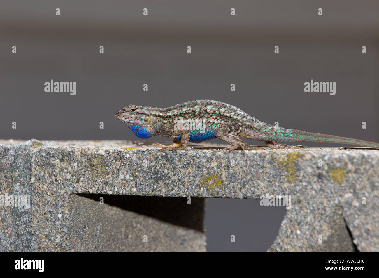 Recinzione occidentale Lizard (Sceloporus occidentalis) Foto Stock